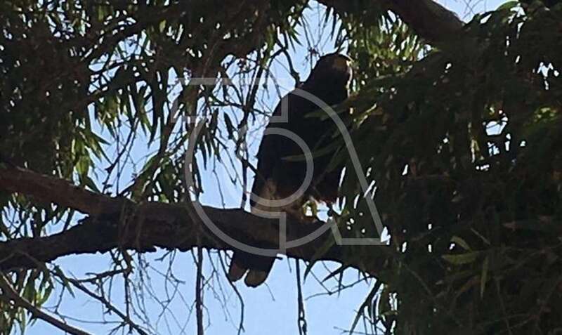 El halcón posado en una rama de unos eucaliptos de El Calero Alto/TA.
